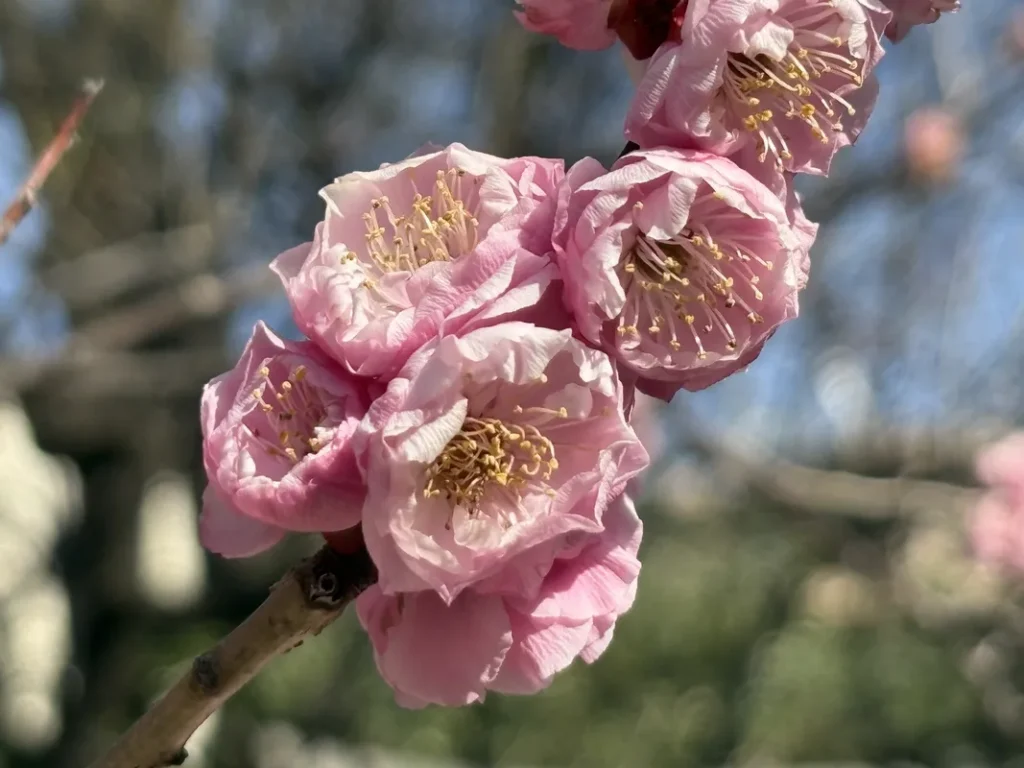 松山神社　境内の梅アップ