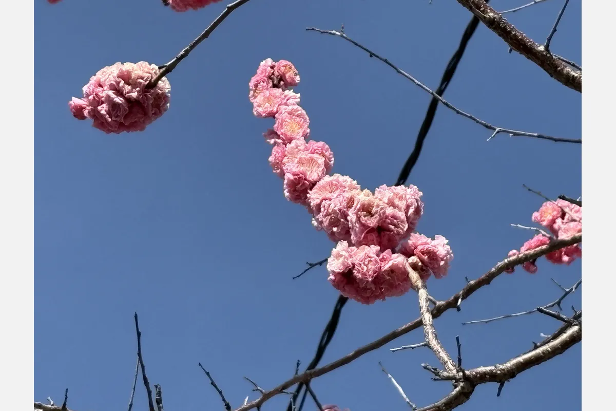 梅の名所、東淀川区小松「松山神社」で今シーズン最後の観梅