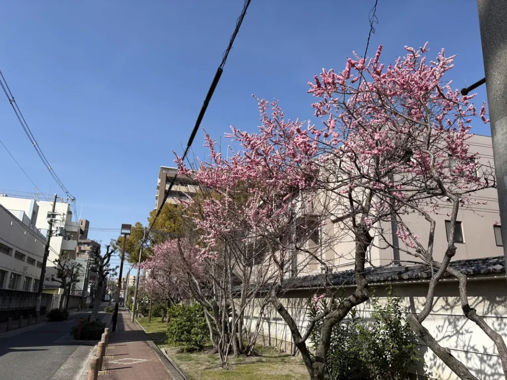 松山神社　西側の梅並木