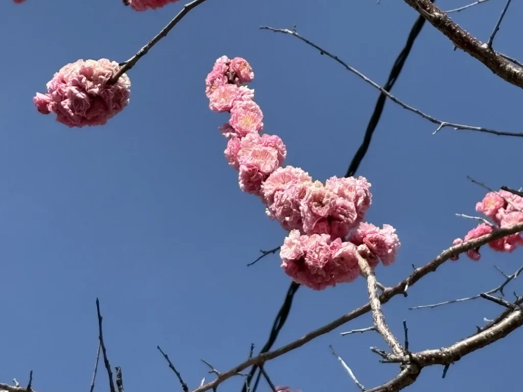 松山神社の西側の梅