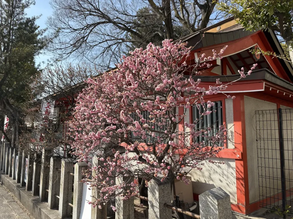 松山神社　境内正面東側の梅