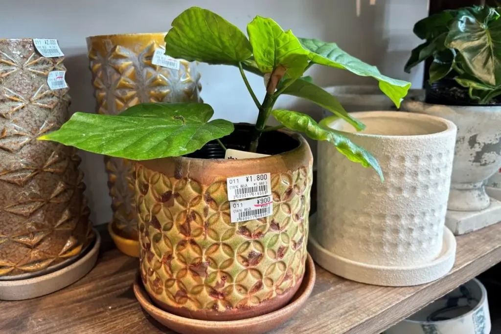 みどりの雑貨屋　みのお店　アウトレットコーナー