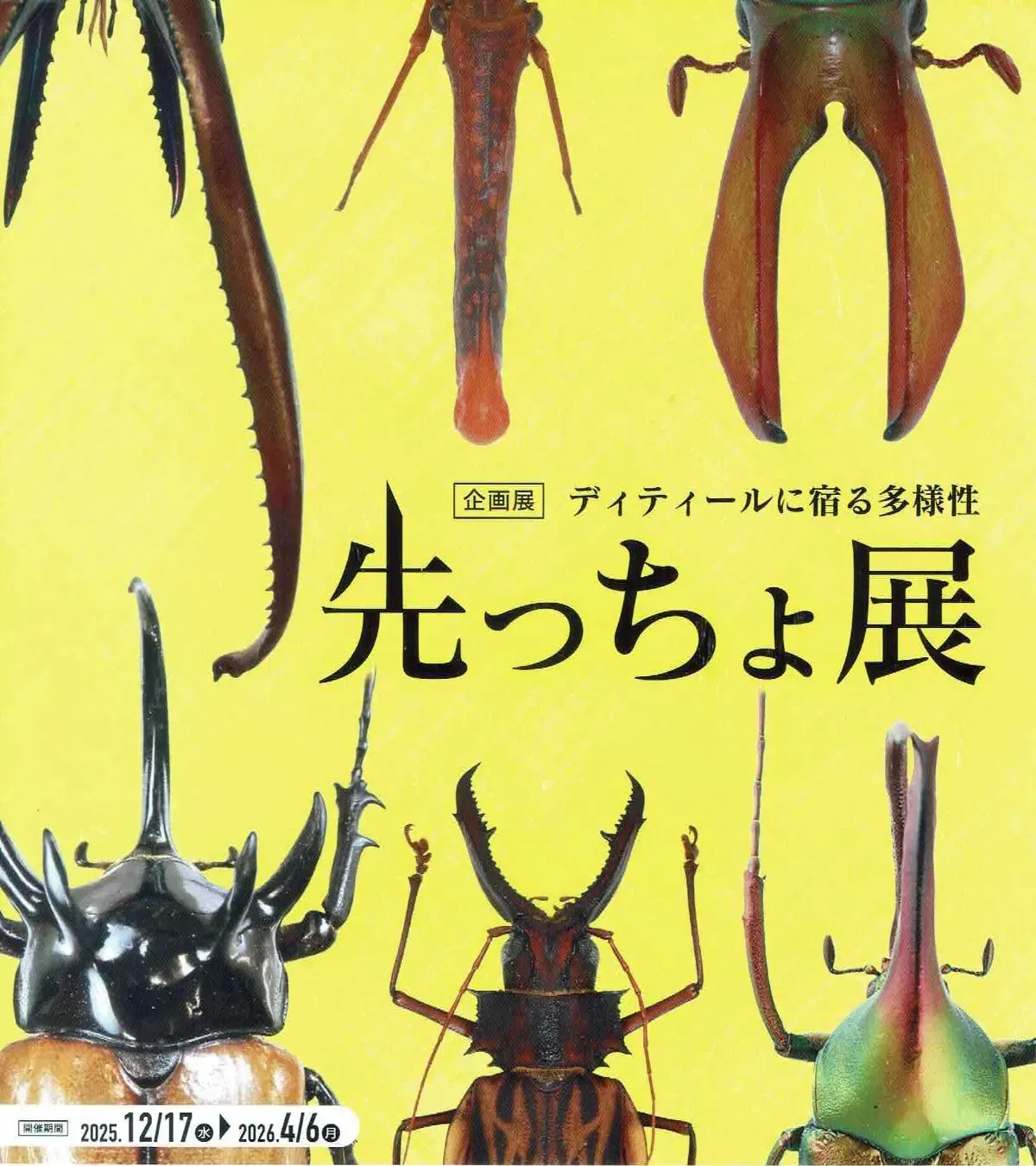 箕面公園｜カブトムシの角、クワガタの大アゴ…、昆虫の「先っちょ」に迫るユニークな企画展を開催中