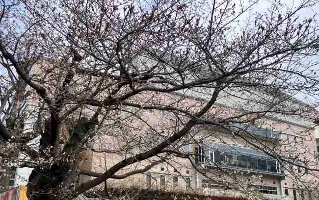 2026年3月26日の御射山公園の桜