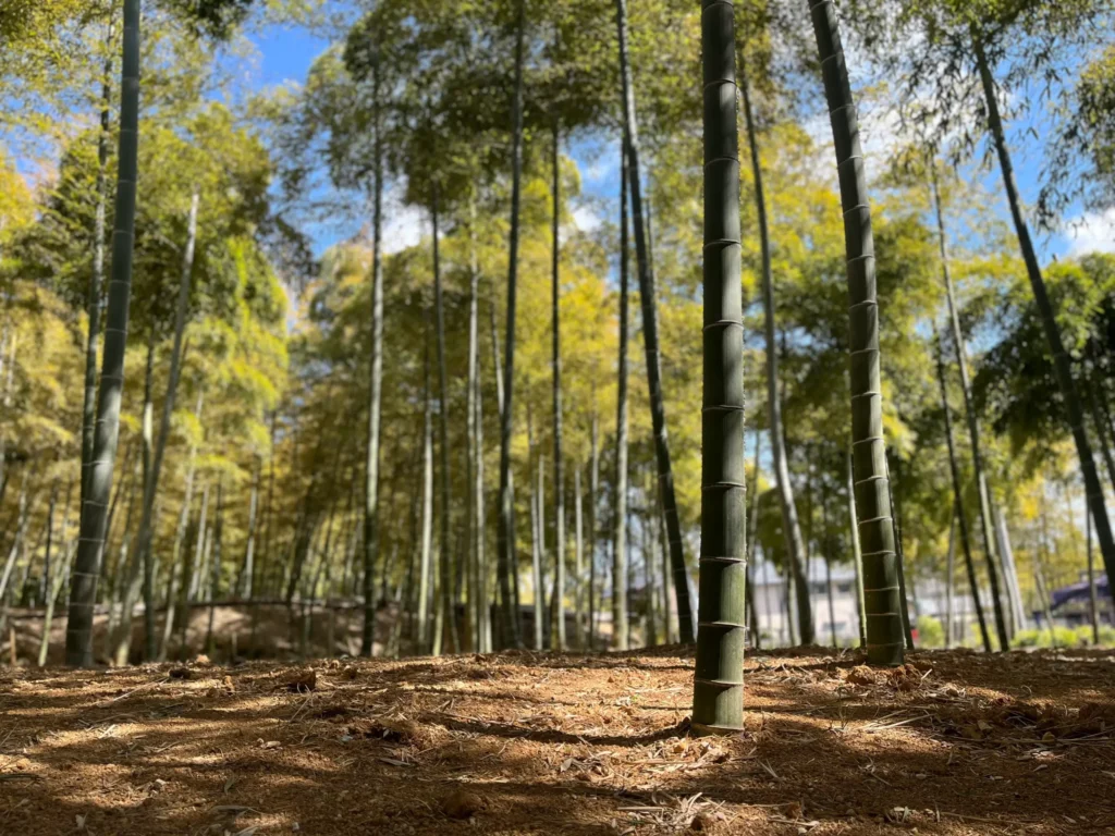 長岡京市 竹林