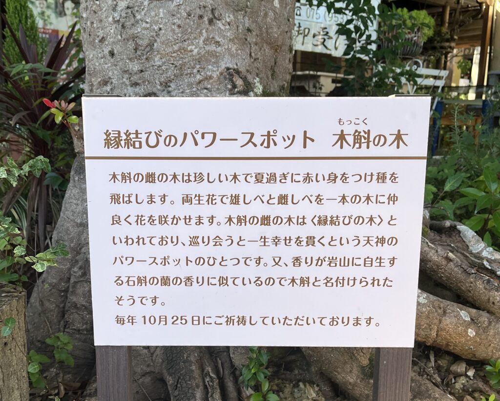 ecodeco 近くのパワースポット縁結びの木