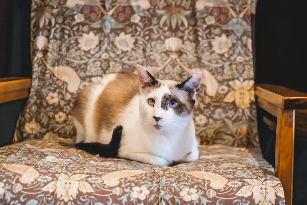 calm　ソファーに座る猫