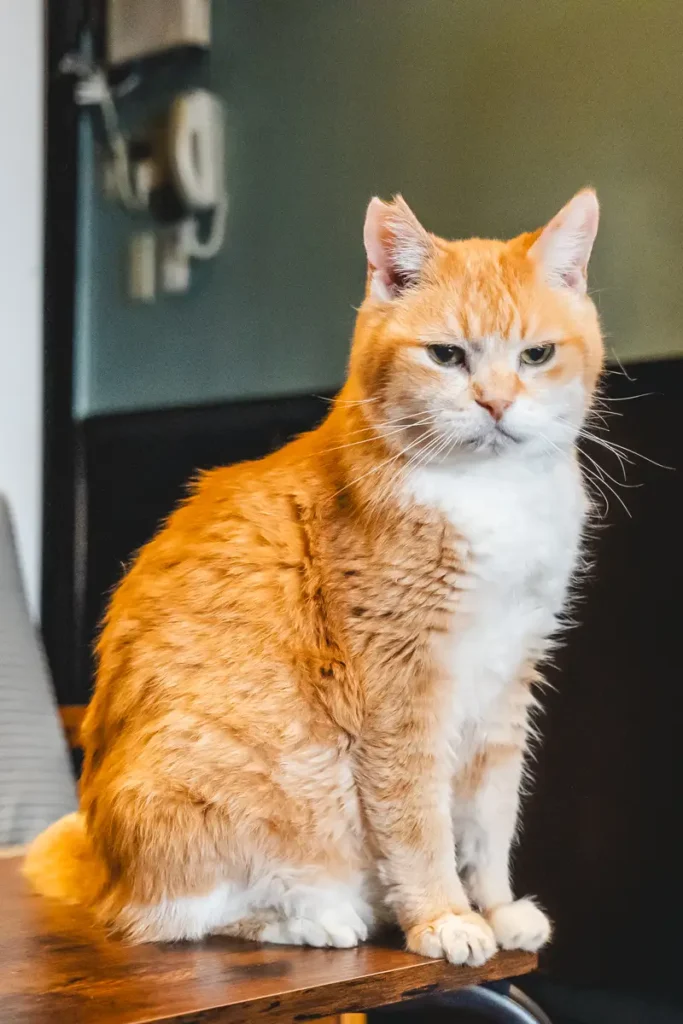 calm　茶トラ猫13