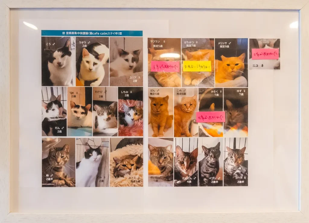 calm　メンバー1