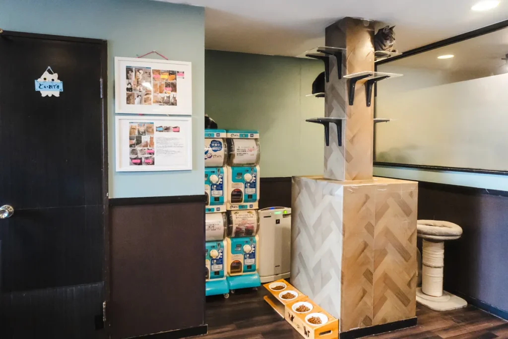 calm 店内キャットタワー