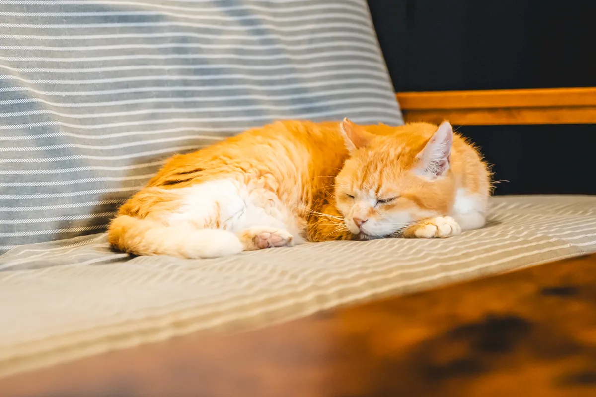 豊中 中桜塚｜新しい家族を待つ猫たちに出会える【猫café calm】月一譲渡会も開催