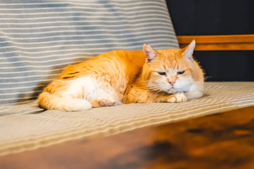 calm　茶トラ猫5