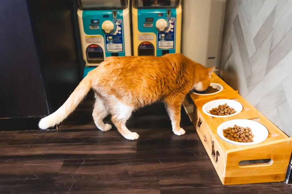 calm　茶トラ猫9