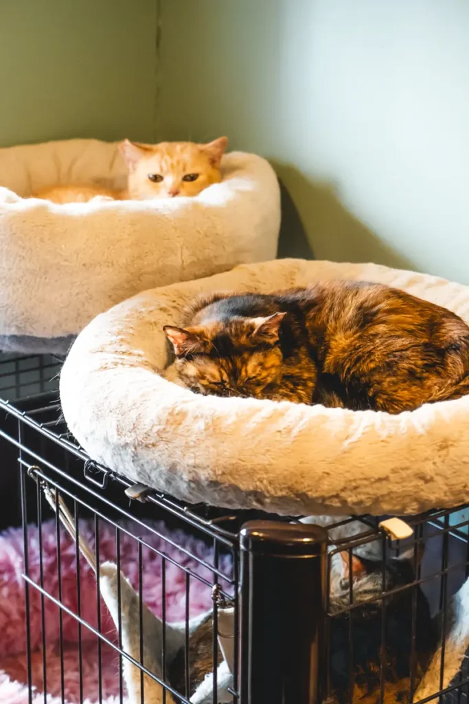 calm　猫だまり1