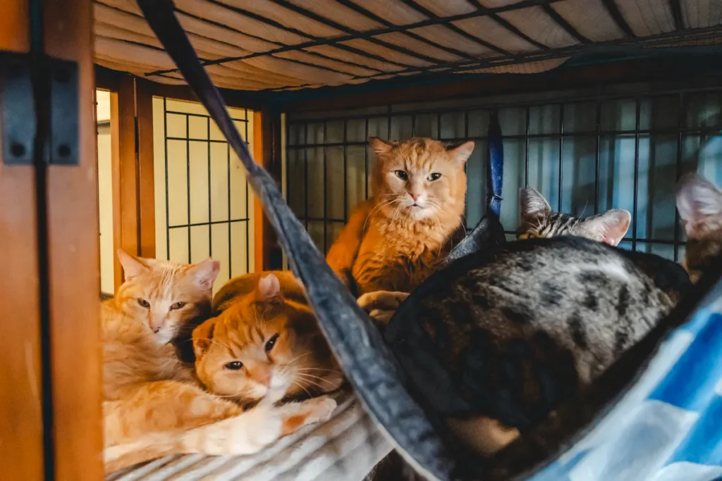 calm　猫だまり3