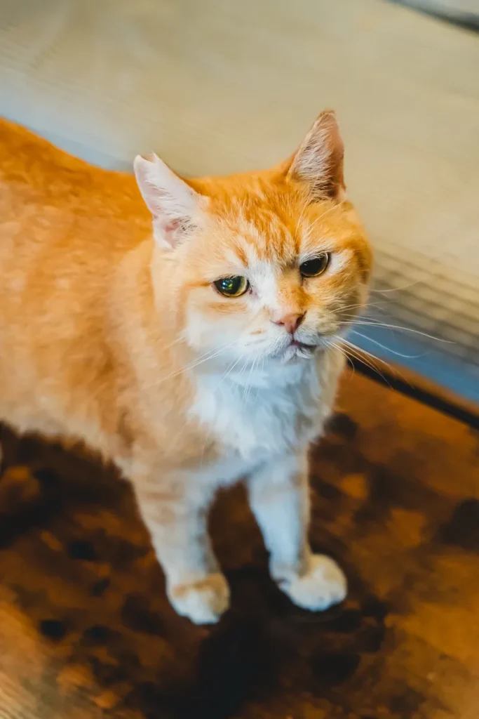 calm　茶トラ猫6