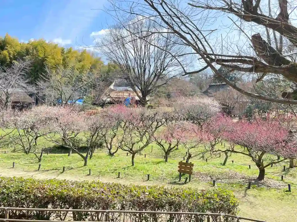 日本民家集落博物館　梅