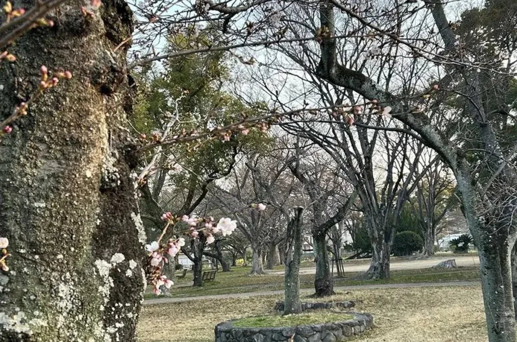 西武庫公園の桜