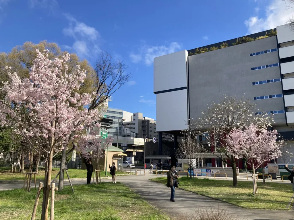 「扇町桜まつり」扇町公園の桜