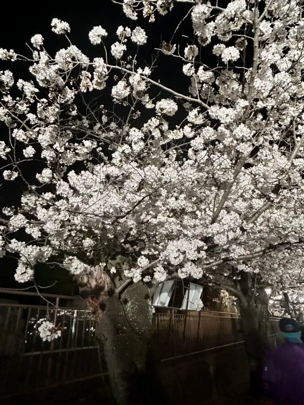 王子動物園　夜桜1