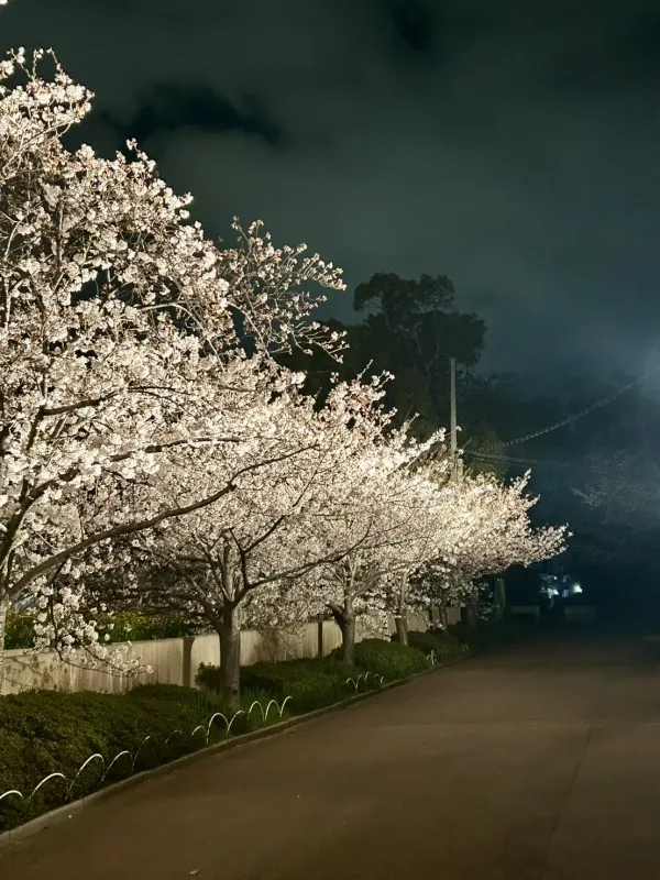 王子動物園　夜桜2