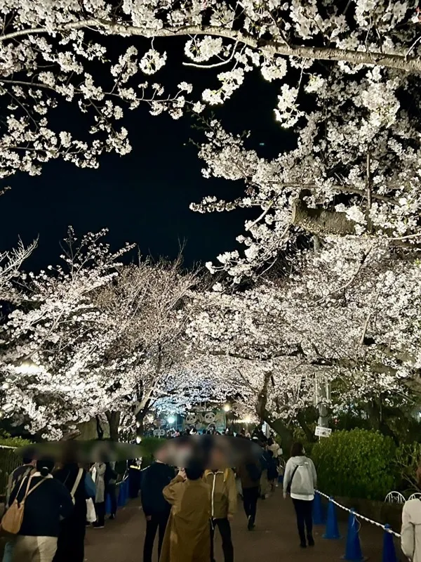 王子動物園　夜桜3