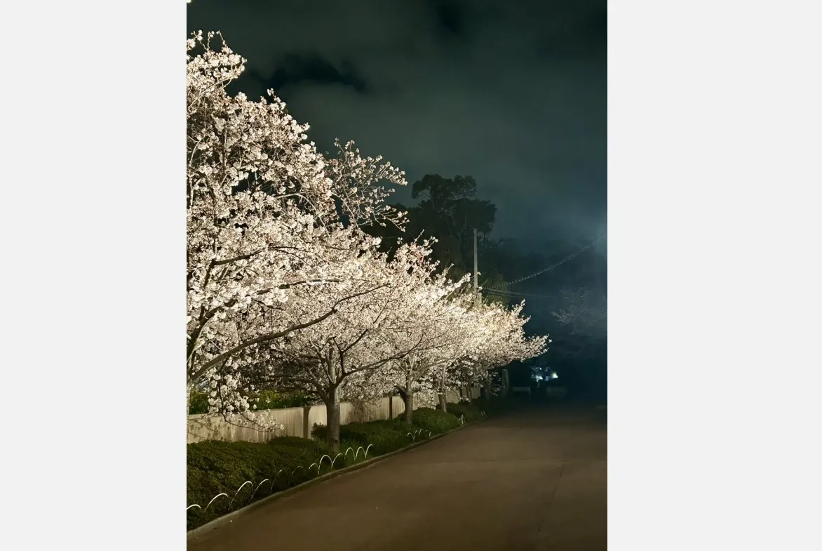 今年は4/3～5に開催！桜の名所「王子動物園」で夜桜通り抜け