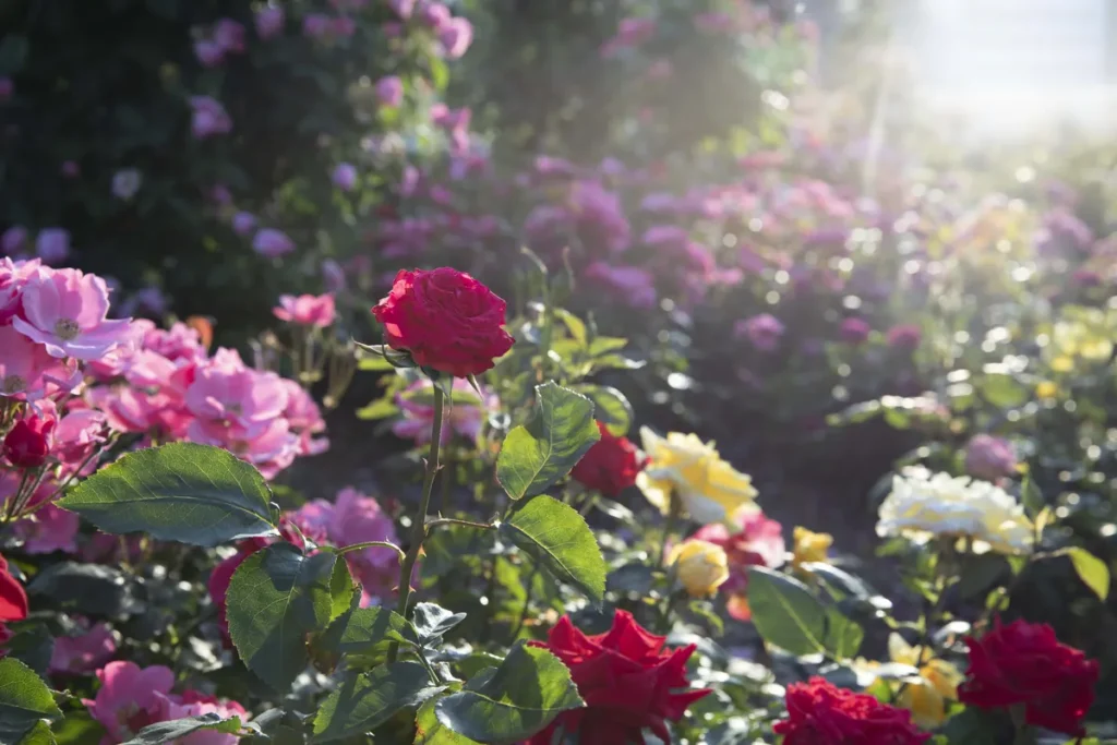 オッペン化粧品　４