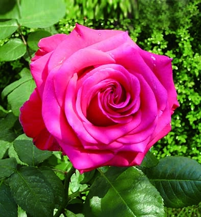 オッペン化粧品　エリカ