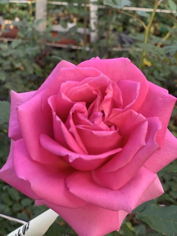 オッペン化粧品　キミコ