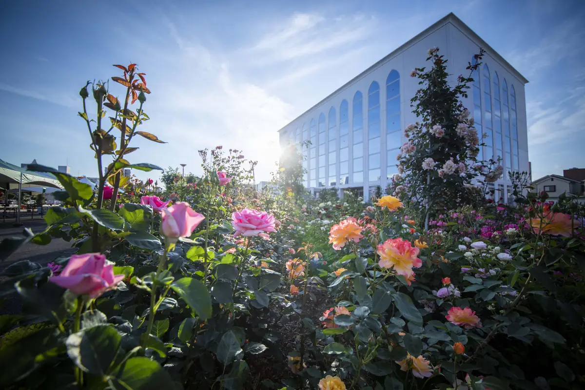 今年も5月に開催！ 気品ある美しさと甘い香りに包まれるOPPEN ROSE GARDENのオッペンローズウィーク