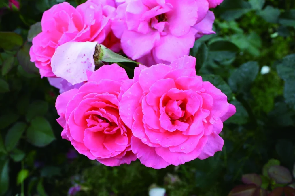 オッペン化粧品　リベラ