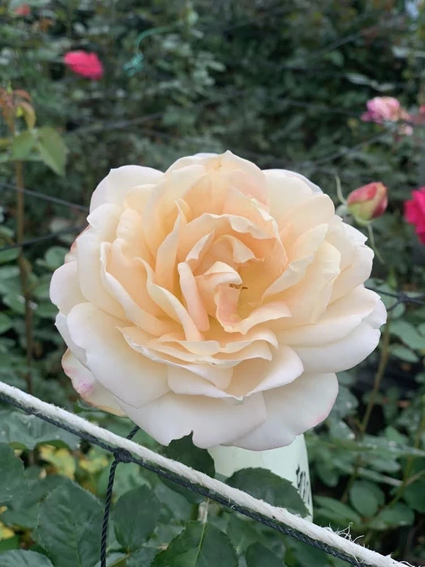 オッペン化粧品　ミセスサチコ