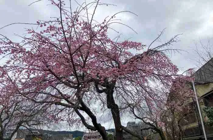2026年3月26日の先斗町公園の桜
