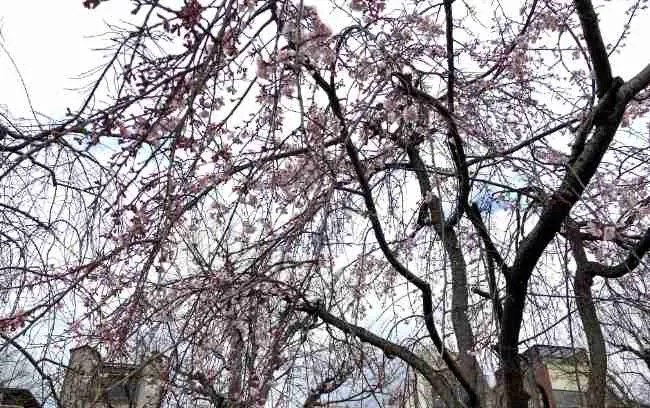2026年3月26日の先斗町公園の桜
