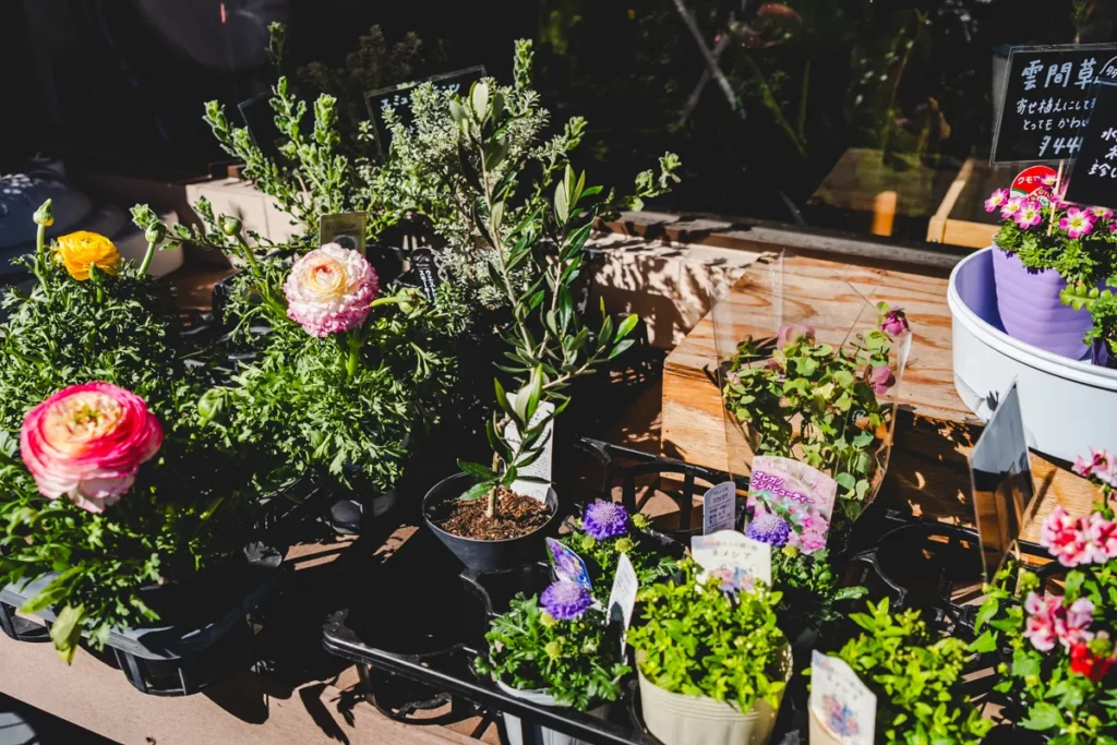 ラナンテラス　鉢植え