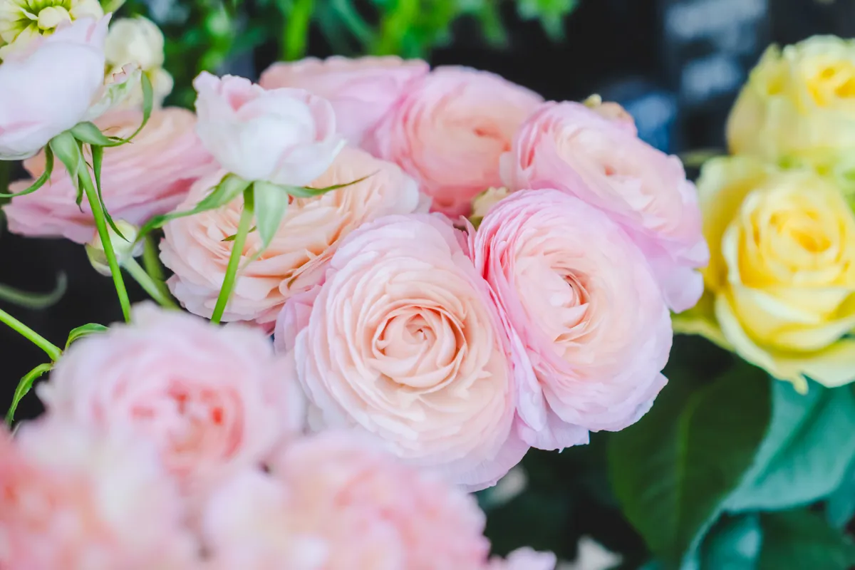 伊丹｜“お花のある暮らしで毎日がちょっと特別に”町の小さなお花屋さん【Ranun Terass】