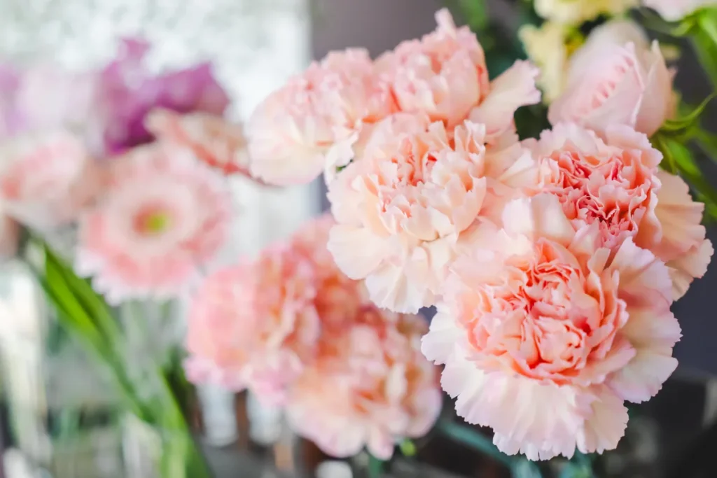 ラナンテラス　切花5