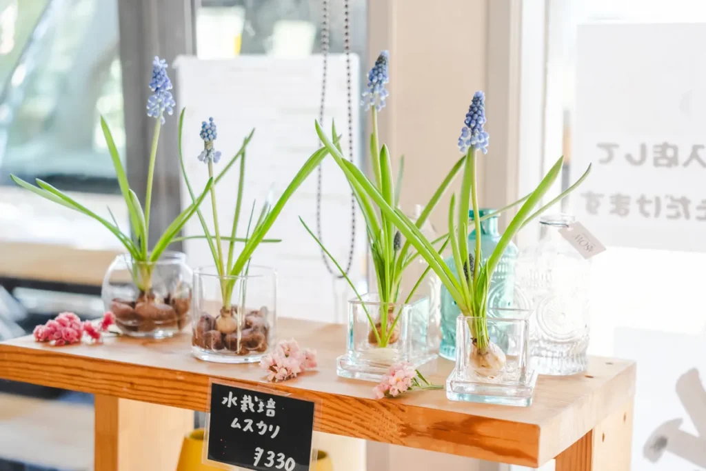 ラナンテラス　ムスカリ