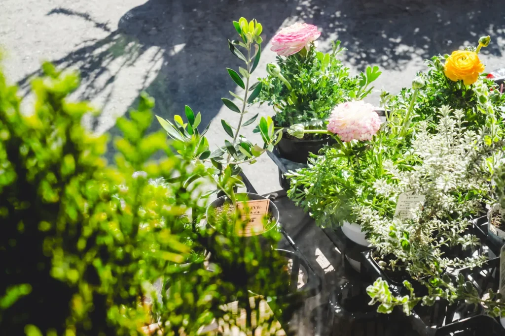 ラナンテラス　オリーブ