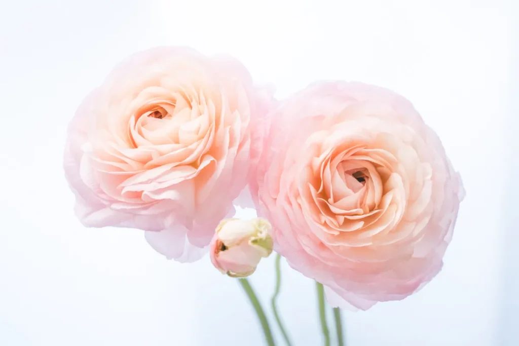 ラナンテラス　購入ラナンキュラス