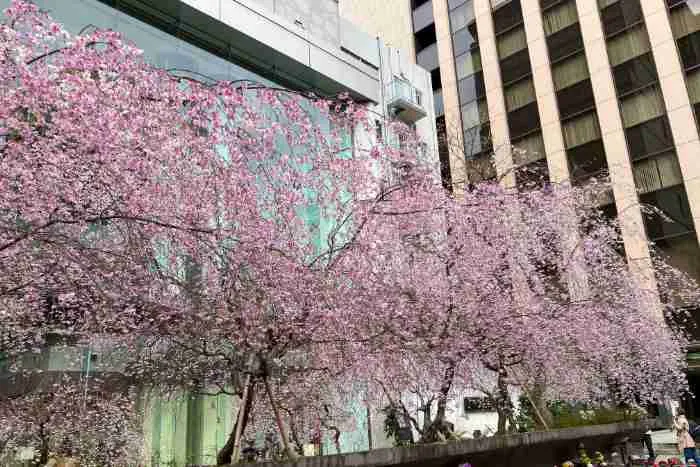 【2026/3/26】京都・桜パトロール！四条烏丸〜河原町、5カ所の開花状況をお届け