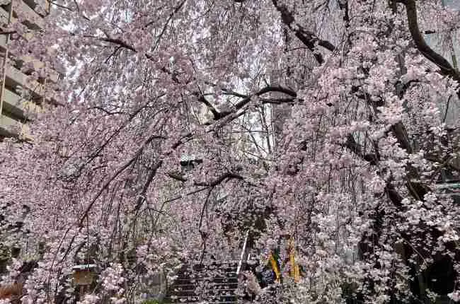 2026年3月26日の六角堂の桜
