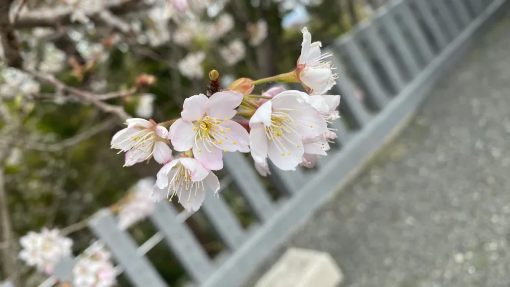 桜