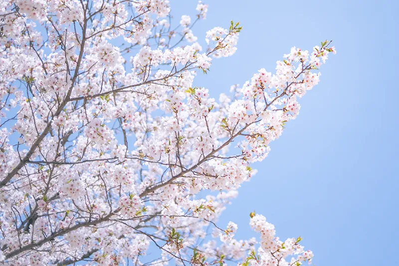 豊中 服部緑地｜4/4(土)・5(日)桜まつり開催！キッチンカー出店！こども縁日も！