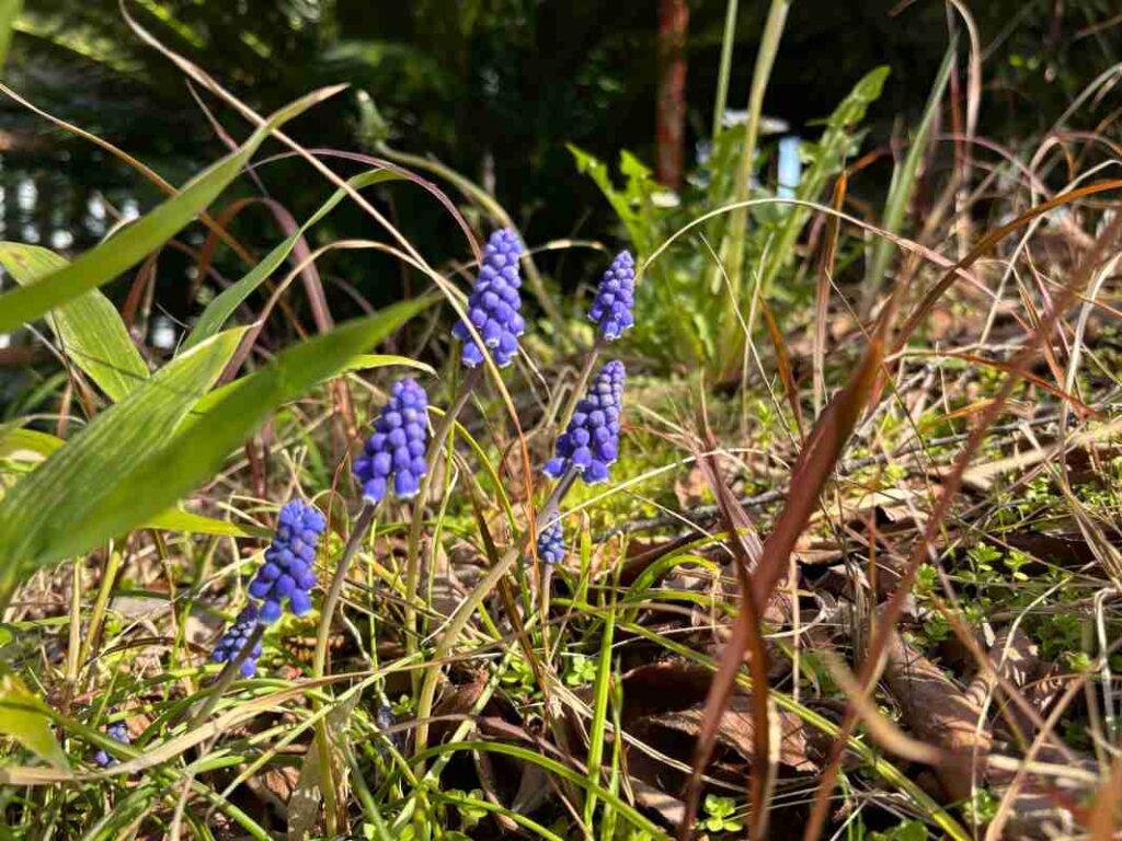 さくらのつどい開催場所の離宮八幡宮の花