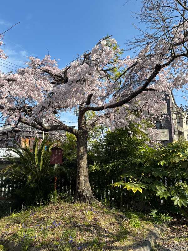 さくらのつどい開催場所の離宮八幡宮内の満開の桜