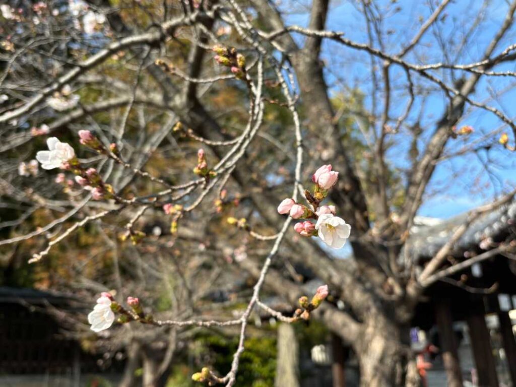 さくらのつどい開催場所の離宮八幡宮の花