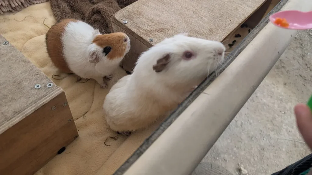五月山動物園かんさつひろば