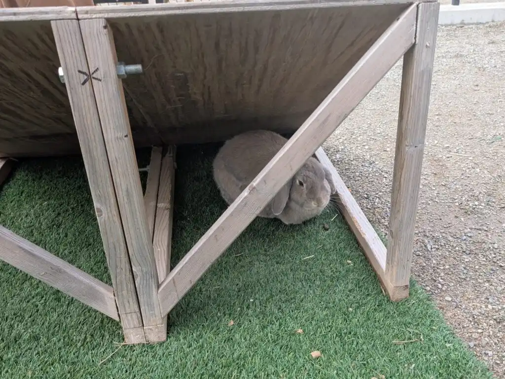 五月山動物園のうさぎ